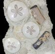 Spectacular Fossil Sand Dollar Cluster With Whale Bone #22841-6